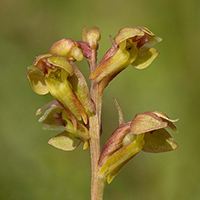 Dactylorhiza viridis